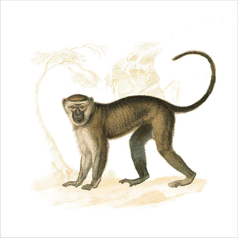 «Golden Monkey» par Wild Apple Portfolio - impression encadrée