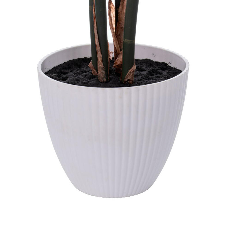 37" Green Swiss Cheese Plant in White Plastic Pot