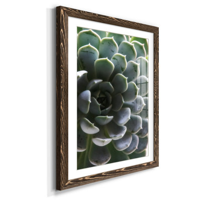 Zen Succulent I - reproduction de photo sur papier encadrée