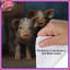 Housses de couette cochon-123335136