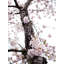 Seattle Cherry Blossoms In Bloom Print by Catherine Johns-65852782-65827763
