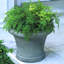 Westport Planter-13940739