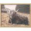 «Vache rétro Shetland, vache, bovins, animaux de la ferme» sur papier-98266307-98266304