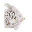 Coral Look Angelfish  11" x 6.5" x 10"  White