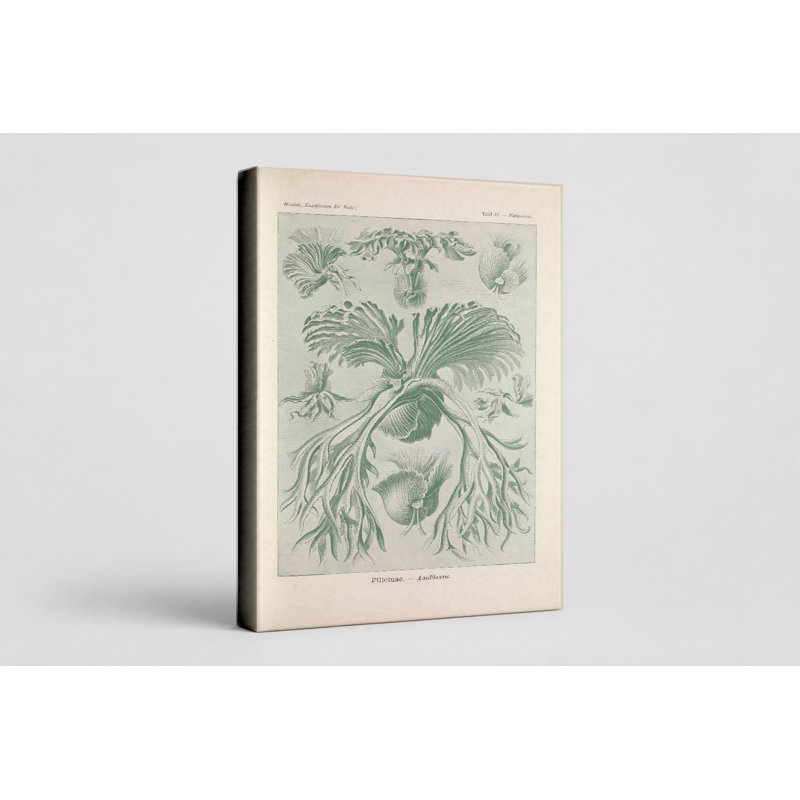 Art mural, Tafel 52 - Filicinae (1904) - Art mural sur toile, 14" W x 11" H