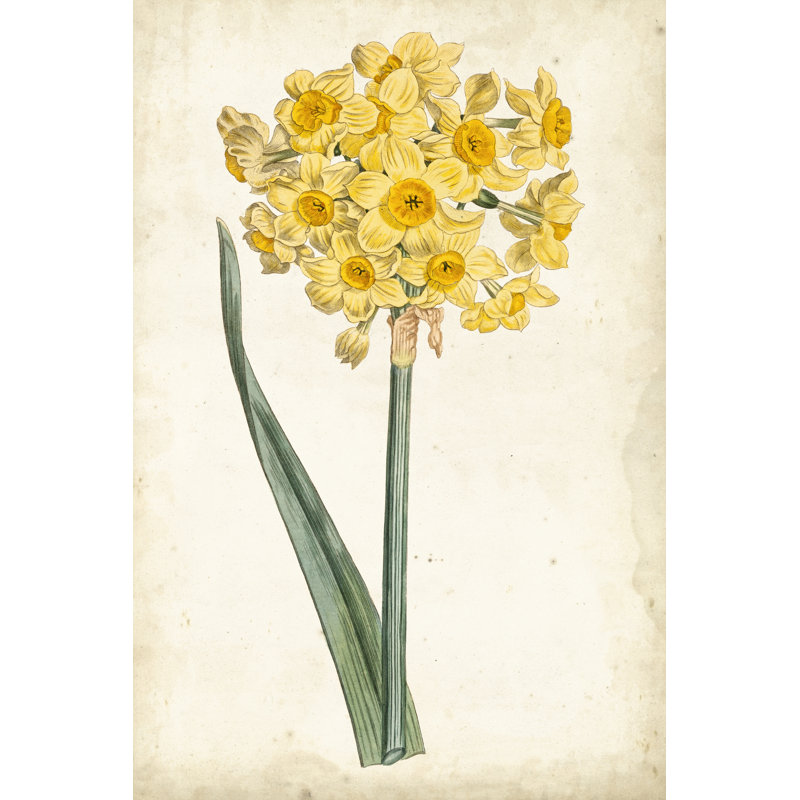 Curtis Narcissus I - Graphic Art, Wrapped Canvas, 46 cm H x 30 cm W