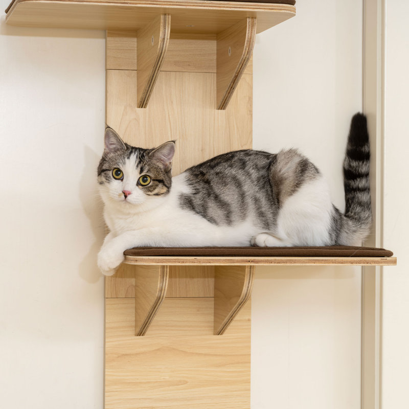 150 cm H Cat Tree / Condo
