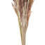 Vickerman 30" Dried Natural Brown Reed Bunch. Approximately 20 stems. This is a natural product, dimensions and color may vary plant to plant.