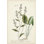 Herbes antiques V