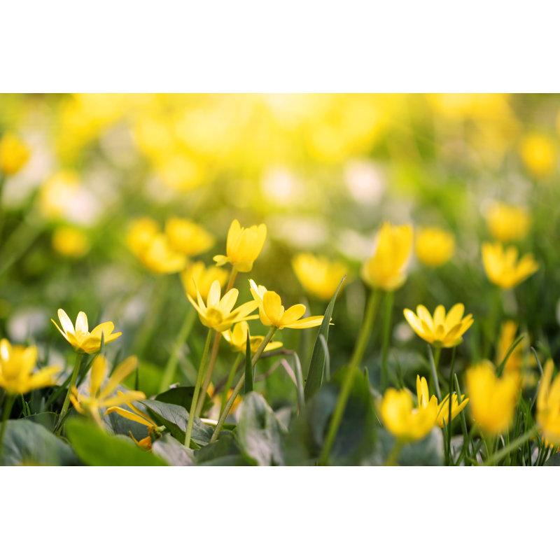 Yellow Spring Flowers - Wrapped Canvas Print, 30cm H x 46cm W