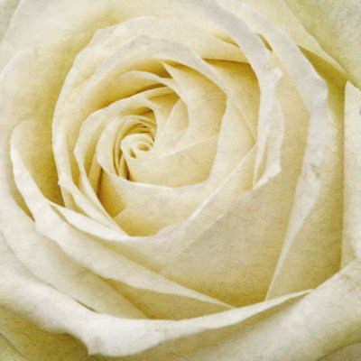 Wall Flower III by Alonzo Saunders - Wrapped Canvas Print