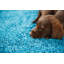 Buddy Teal Rug-1392192190