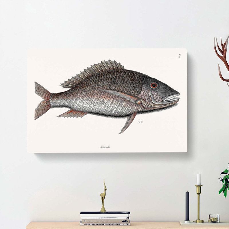 Mutton Fish by Mark Catesby - Wrapped Canvas Print, 40cm H x 60cm W x 3cm D