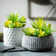 Darwen 6'' Faux Succulent in Cement Planter