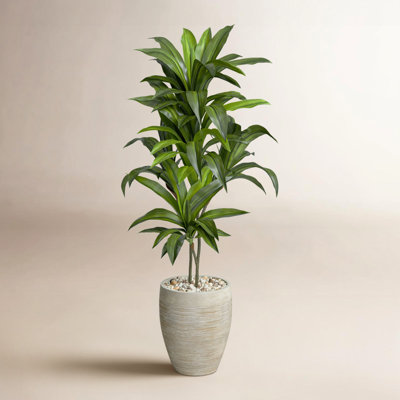 48" Foliage Plant in Planter