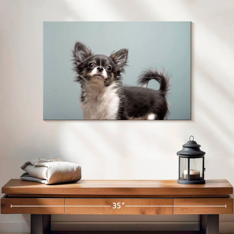 Chihuahua à poils longs Brampt, H 16 po x l 24 po