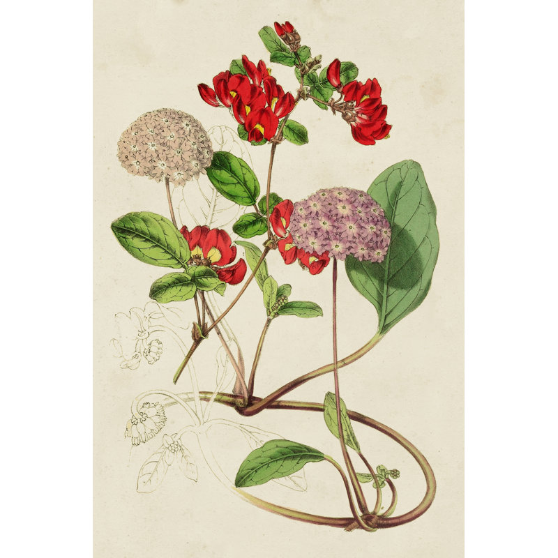 Paxton Botanical Pairing III by Paxton - Wrapped Canvas Print, 91cm H x 61cm W x 3.8cm D