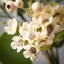 Fausse couronne en plastique d'eucalyptus-2052812122