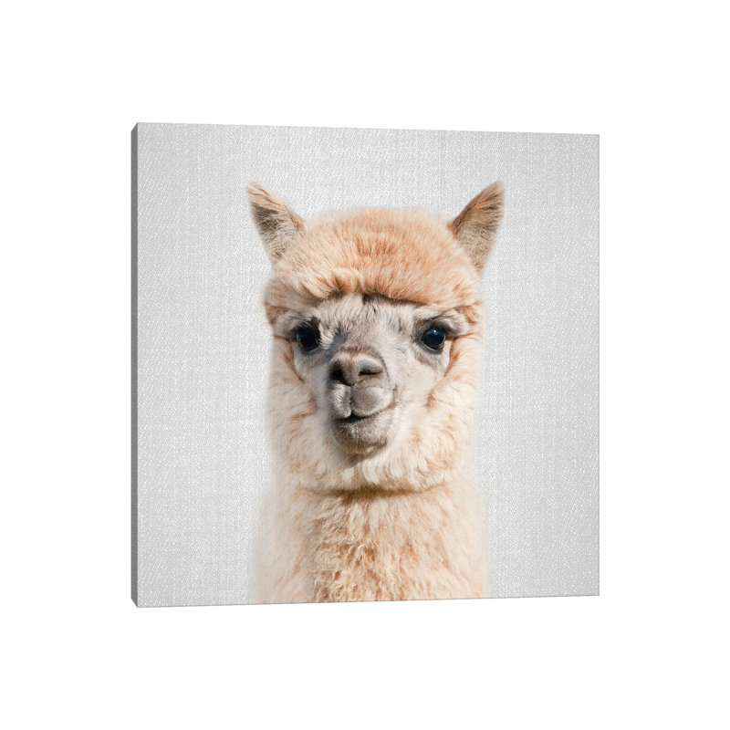 Alpaca - Lycoming Glasses - Wrapped Canvas Print, 30.48 cm H x 30.48 cm W