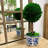 Boxwood Plant in Ceramic Pot-1356306879