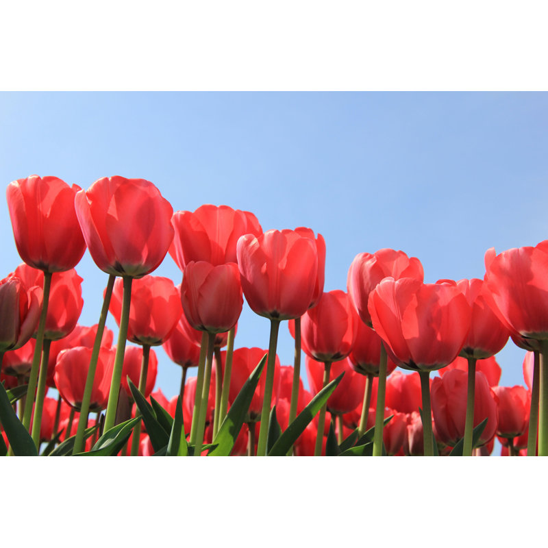 Tulipes roses - Photographie sur toile tendue, H 8 po x l 12 po