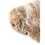 Tapis velours Moxie
