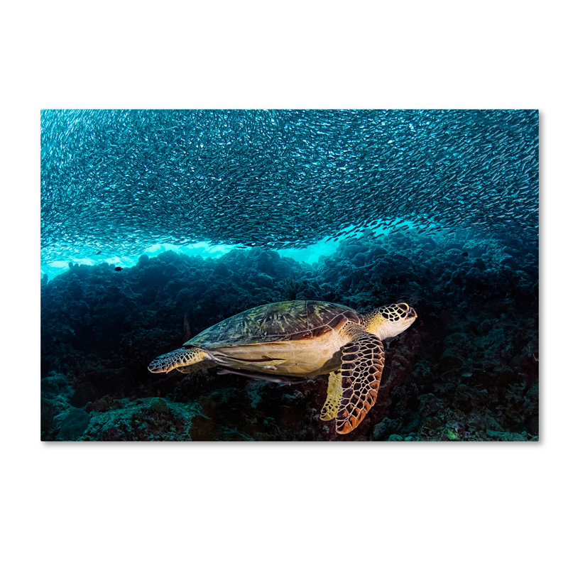 «Turtle and Sardines», reproduction de photo sur toile tendue, H 12 po x l 19 po