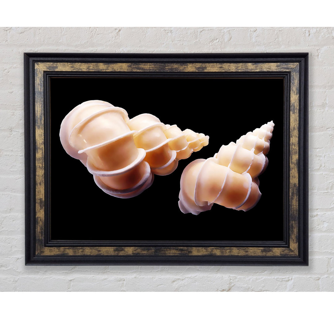 Beautiful Shell Duo - Einzelne Bilderrahmen Kunstdrucke