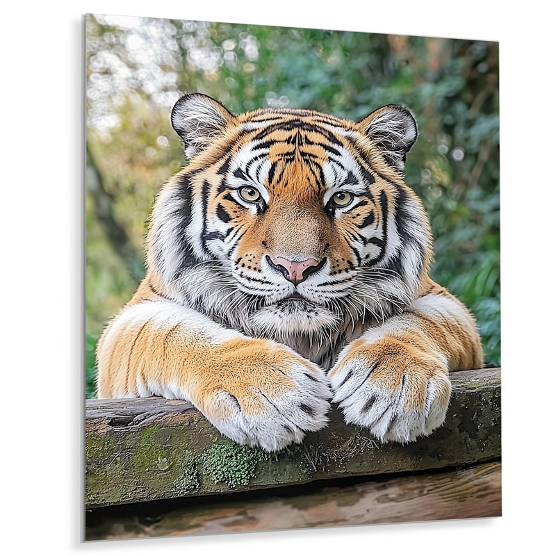 Portrait de tigre - animaux, impression métallique, H 40 po x l 30 po