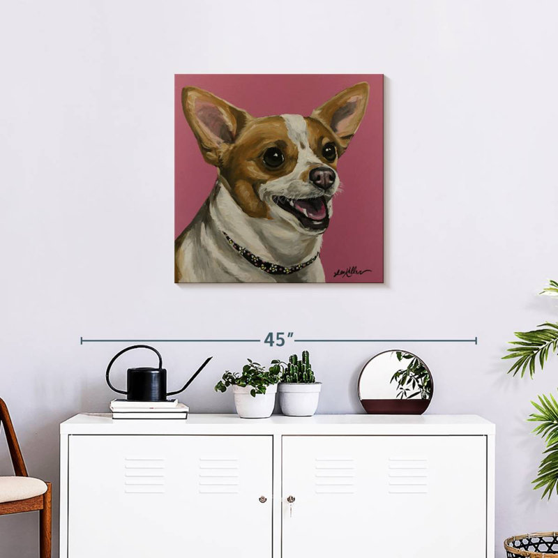 Crowle Chihuahua Bella