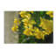 « daffodils peek » par lois bryan, reproduction d’art sur toile tendue-13906311