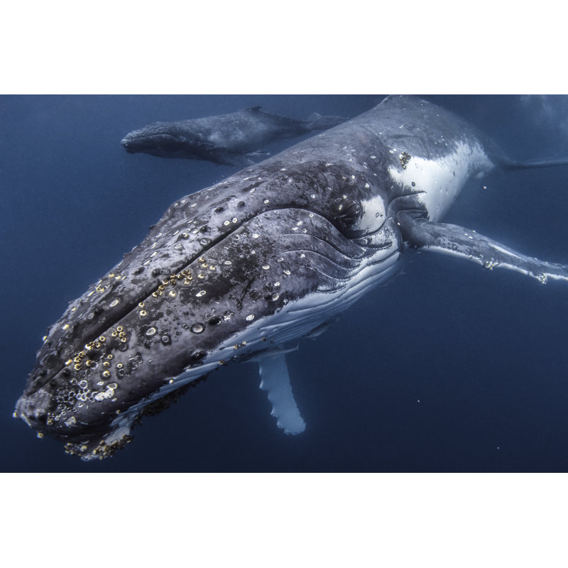 Gros plan sur la baleine à bosse par Philip Thurston, H 32 po x l 48 po