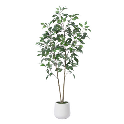 Agostino 84" Ficus Tree in Pot