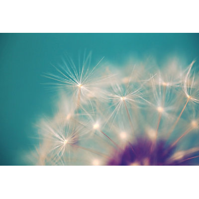 " Dandelion Puffs " by Sylvia Cook