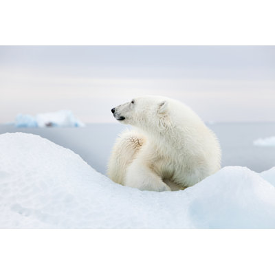 Beristain Polar Bear - Wrapped Canvas Print