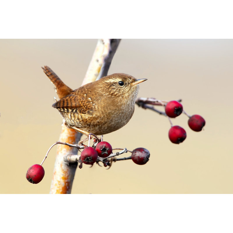 Portrait Of Eurasian Wren - Wrapped Canvas Print, 81cm H x 122cm W x 3.8cm D