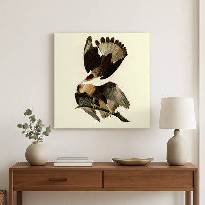 Aigle caracara brésilien (Planche 161) Crème — Décoration murale carrée en métal