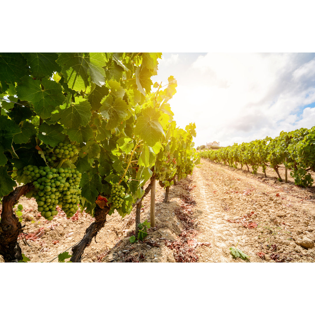 Leinwandbild Alte Weinberge mit Weintrauben in der Weinregion Alentejo bei Evora Portugal Europa