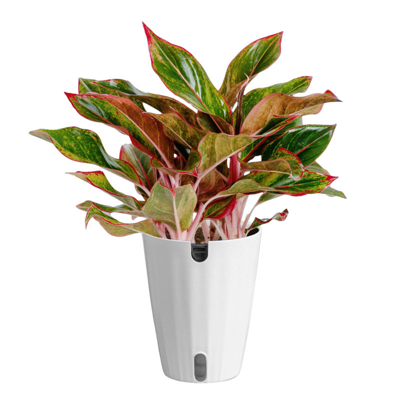 Foliage Plant in Planter