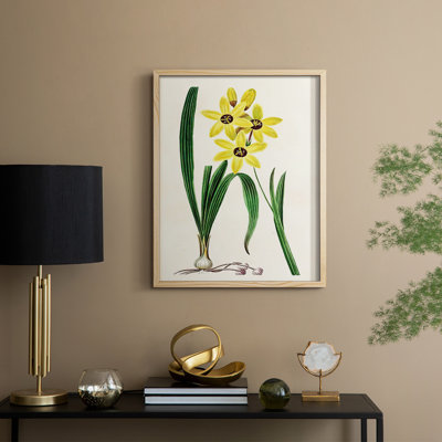 AntiqueFloralFolioVI Framed Print - Solid Wood