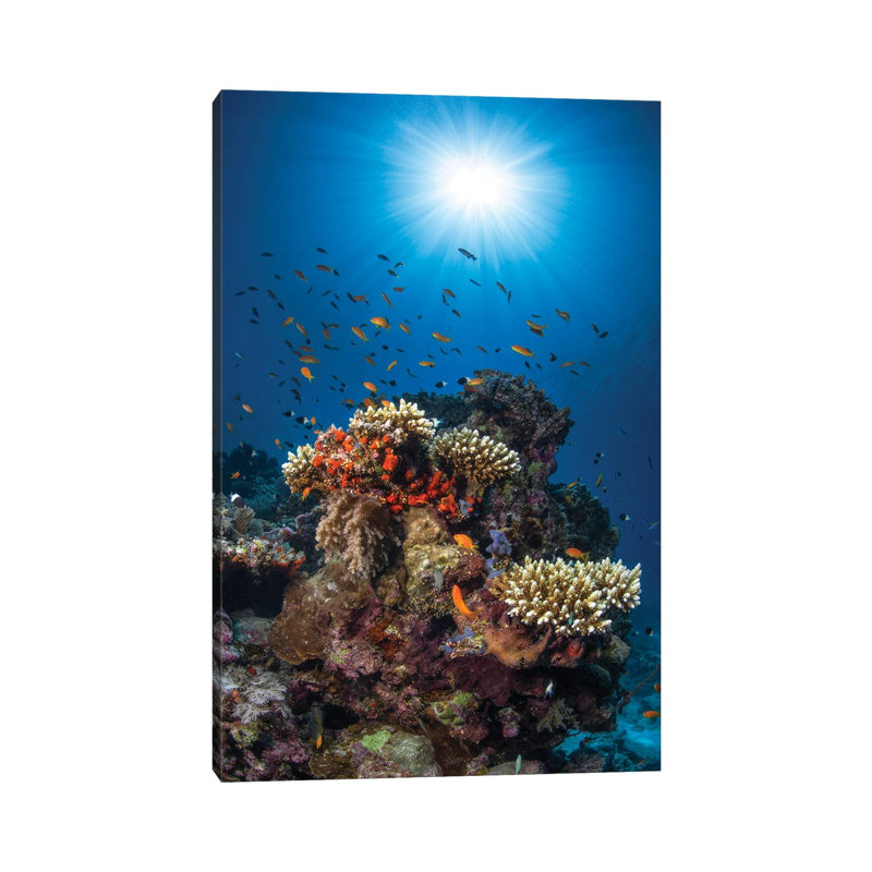 Reef AndSunshine by Barathieu Gabriel - Wrapped Canvas Print, 101.6 cm H x 66.04 cm W x 1.91 cm D