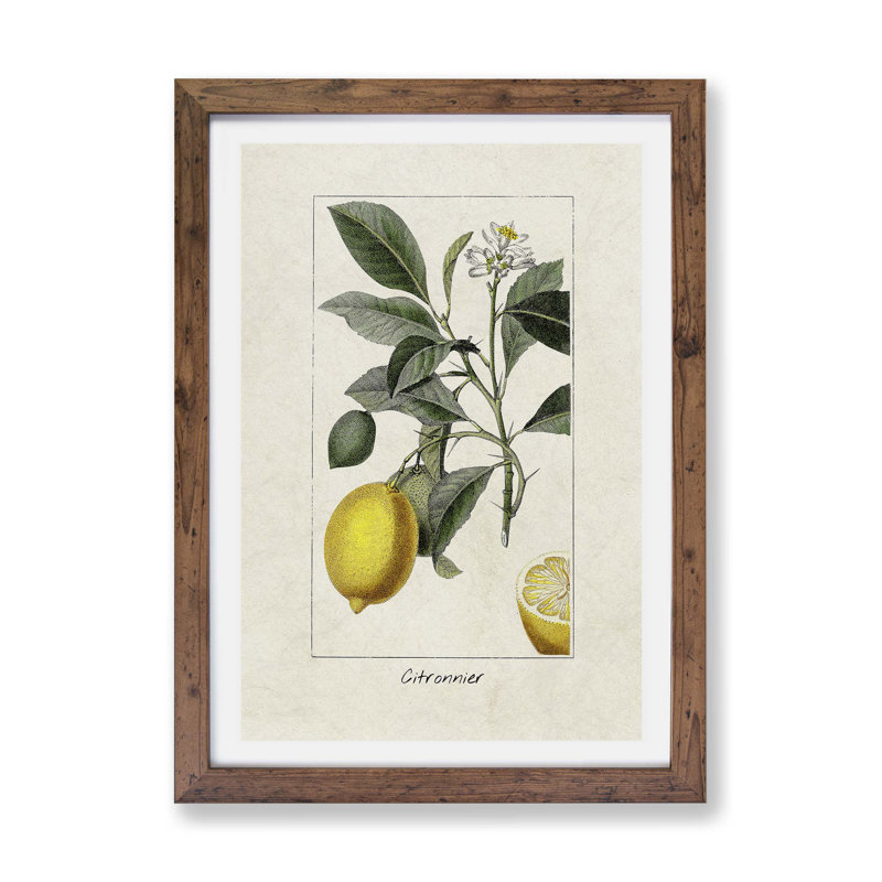 Illustration of A Lemon Tree - Wall Art, 33cm H x 24cm W x 2cm D, Walnut Framed Paper