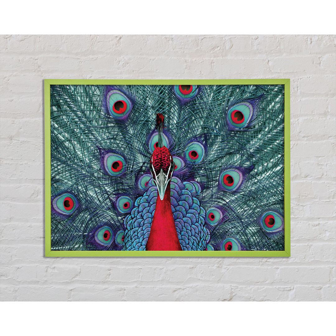 Hvidovre Peacock Beauty Gerahmter Druck Wandkunst