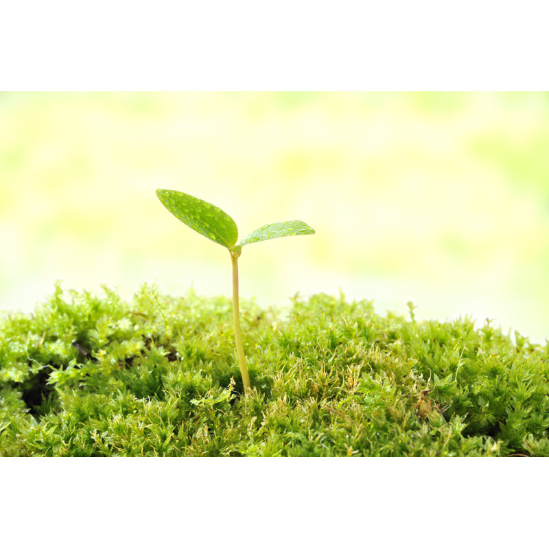 Sprout by Marucyan - Wrapped Canvas Print, 81cm H x 122cm W x 3.8cm D