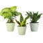 Live Low Light Houseplant Set-109179381