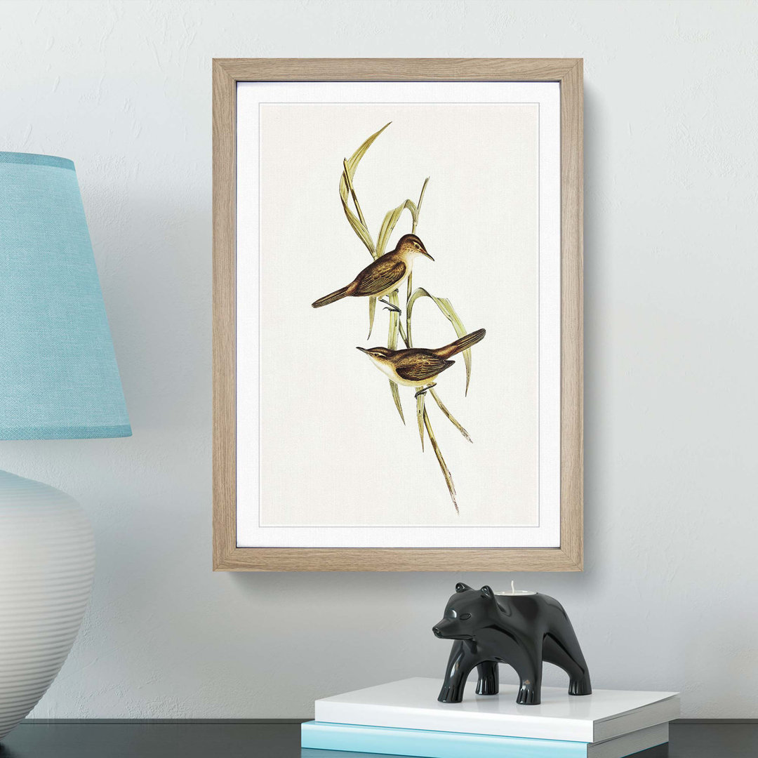 Long-Billed Reed Warbler by Elizabeth Gould - Picture Frame Painting Print