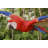 Scarlet Parrot Flying Statue