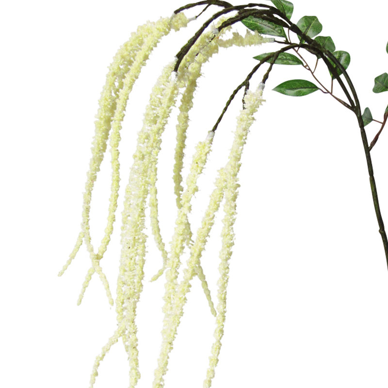 Tige de fleur d'amaranthe, Crème
