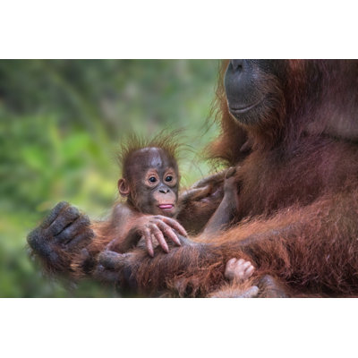 Orang-outan bébé et mère par Seppfriedhuber