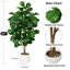 Figuier artificiel 6 pi 6 pi - Grand arbre artificiel, 106 feuilles réalistes, grand arbre figuier en forme de figuier réaliste pour bureau à domicile, salon, coin, porche, décoration intérieure-767214048